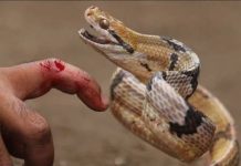 nằm mơ thấy rắn hổ mang cắn vào tay chân báo hiệu điều gì