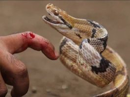 nằm mơ thấy rắn hổ mang cắn vào tay chân báo hiệu điều gì