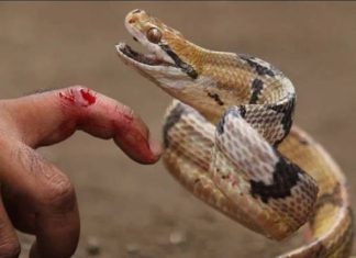 nằm mơ thấy rắn hổ mang cắn vào tay chân báo hiệu điều gì