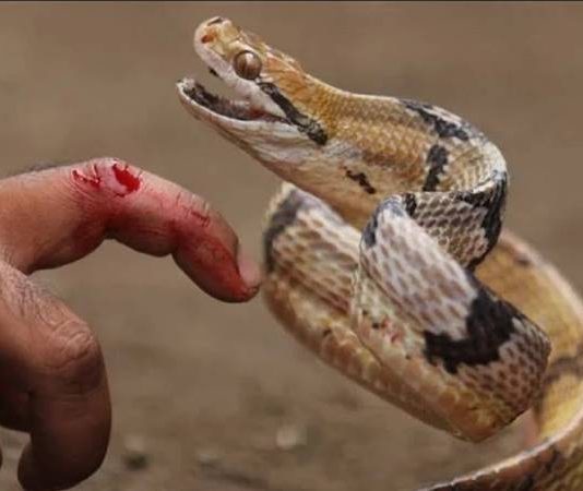 Nằm mơ thấy rắn hổ mang cắn vào tay, chân là điềm báo gì? nằm mơ thấy rắn hổ mang cắn vào tay chân báo hiệu điều gì