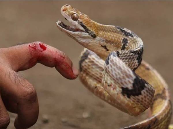 nằm mơ thấy rắn hổ mang cắn vào tay chân báo hiệu điều gì