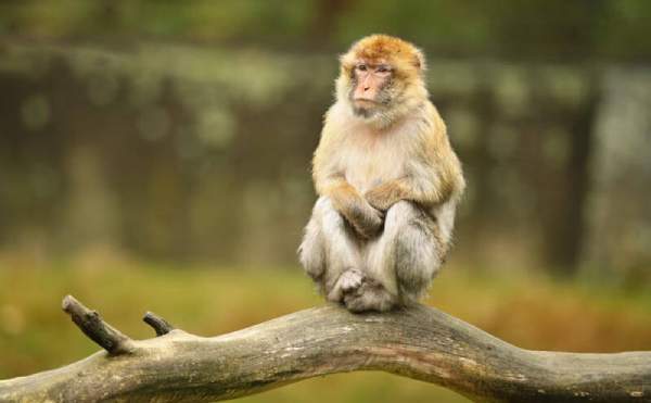 Vận trình tử vi tuổi Nhâm Thân 27/11/2025