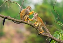 Số phát tài tuổi Nhâm Thân 27/11/2025 mang đến điềm gì? Gợi ý số phát tài tuổi Nhâm Thân 27/11/2025 - Số 95