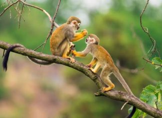 Số phát tài tuổi Nhâm Thân 27/11/2025 mang đến điềm gì? Gợi ý số phát tài tuổi Nhâm Thân 27/11/2025 - Số 95