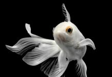 Nằm mơ thấy cá trắng thể hiện điềm gì có số gì may mắn Nằm mơ thấy cá trắng thể hiện điềm gì có số gì may mắn