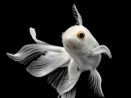 Nằm mơ thấy cá trắng thể hiện điềm gì có số gì may mắn