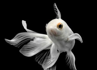 Nằm mơ thấy cá trắng thể hiện điềm gì có số gì may mắn