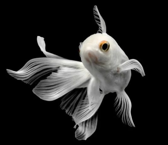 Nằm mơ thấy cá trắng thể hiện điềm gì có số gì may mắn