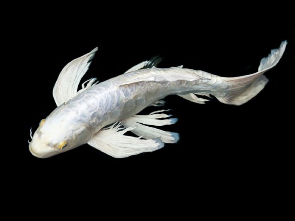 Nằm mơ thấy cá trắng thể hiện điềm gì có số gì may mắn Nằm mơ thấy cá trắng thể hiện điềm gì có số gì may mắn