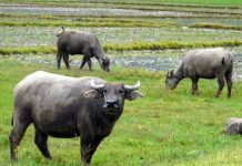 Nằm mơ thấy trâu mang ý nghĩa gì có số gì tài lộc Nằm mơ thấy trâu mang ý nghĩa gì có số gì tài lộc