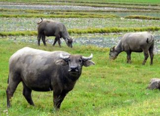 Nằm mơ thấy trâu mang ý nghĩa gì có số gì tài lộc Nằm mơ thấy trâu mang ý nghĩa gì có số gì tài lộc