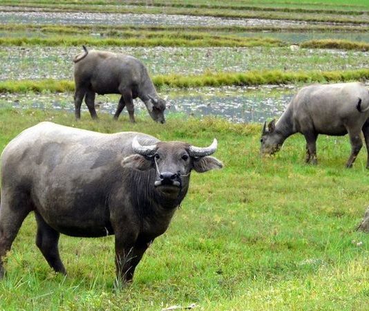 Nằm mơ thấy trâu mang ý nghĩa gì có số gì tài lộc