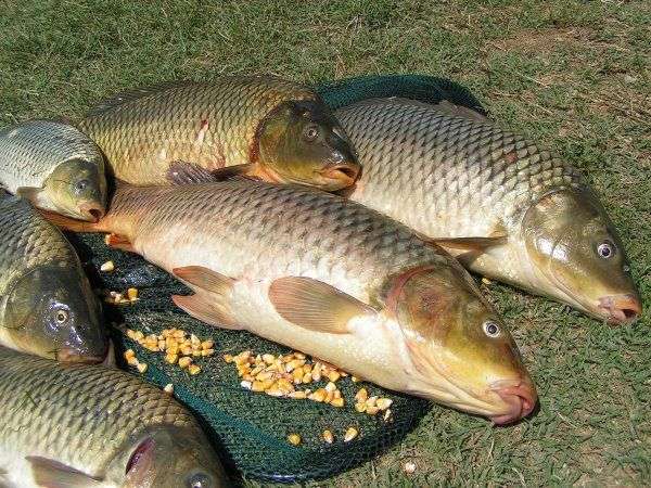 Nằm mơ thấy cá chép có số gì may mắn có ý nghĩa gì Nằm mơ thấy cá chép có số gì may mắn có ý nghĩa gì