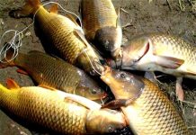 Nằm mơ thấy cá chép có số gì may mắn có ý nghĩa gì Nằm mơ thấy cá chép có số gì may mắn có ý nghĩa gì