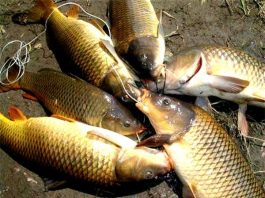 Nằm mơ thấy cá chép có số gì may mắn có ý nghĩa gì Nằm mơ thấy cá chép có số gì may mắn có ý nghĩa gì