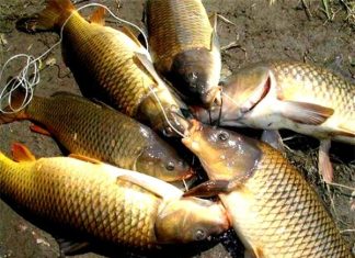 Nằm mơ thấy cá chép có số gì may mắn có ý nghĩa gì Nằm mơ thấy cá chép có số gì may mắn có ý nghĩa gì