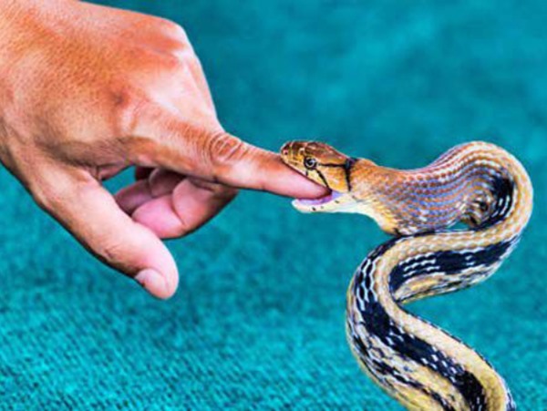 Giải mã nằm mơ thấy bị rắn cắn vào tay là điềm gì?