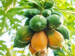 Mơ thấy quả đu đủ là điềm gì? Giải mã con số liên quan