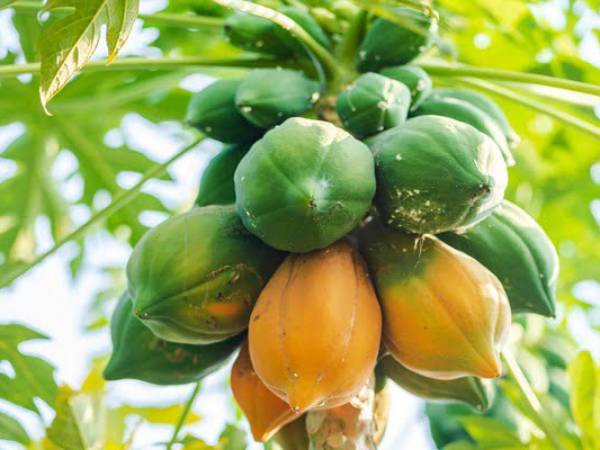 Ý nghĩa chung khi nằm mơ thấy quả đu đủ