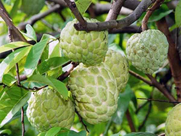 Mơ thấy nhiều quả na