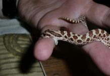 Giải mã chi tiết ý nghĩa nằm mơ thấy người thân bị rắn cắn là điềm gì?