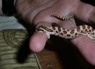 Nằm mơ thấy người thân bị rắn cắn vào tay, chân là số mấy? Giải mã chi tiết ý nghĩa nằm mơ thấy người thân bị rắn cắn là điềm gì?