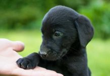 Chó đen số mấy, giải mã ý nghĩa và con số theo dân gian?