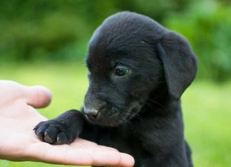 Chó đen số mấy, giải mã ý nghĩa và con số theo dân gian? Chó đen số mấy, giải mã ý nghĩa và con số theo dân gian?