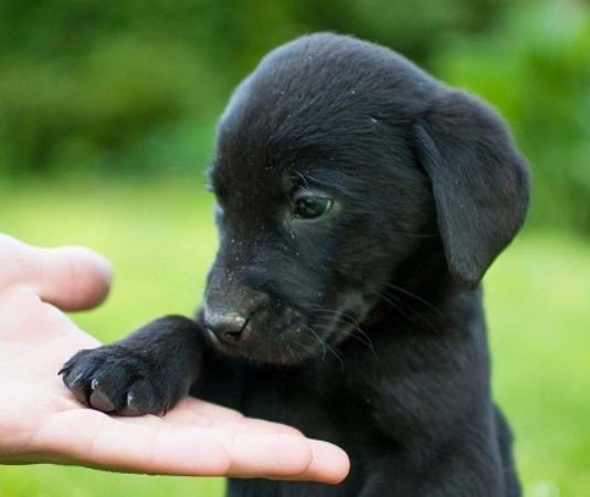 Chó đen số mấy, giải mã ý nghĩa và con số theo dân gian?