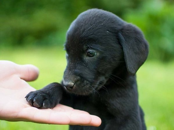 Chó đen số mấy, giải mã ý nghĩa và con số theo dân gian?