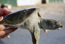 Tìm hiểu ý nghĩa con ba ba trong văn hóa tâm linh?