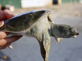 Tìm hiểu ý nghĩa con ba ba trong văn hóa tâm linh?