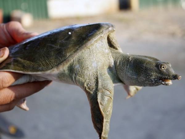 Tìm hiểu ý nghĩa con ba ba trong văn hóa tâm linh?