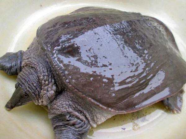 Con ba ba số mấy theo phân tích số học chuyên sâu