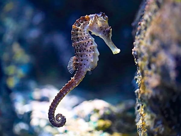 Luận giải cá ngựa số mấy? ý nghĩa cá ngựa trong đời sống