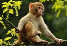 Bí ẩn phong thủy: Con khỉ số mấy mang tài lộc bất ngờ? Bí ẩn phong thủy: Con khỉ số mấy mang tài lộc bất ngờ?