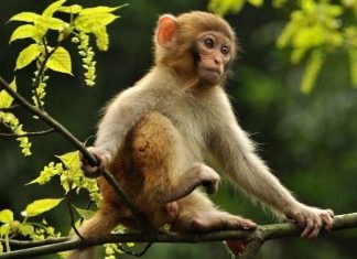 Bí ẩn phong thủy: Con khỉ số mấy mang tài lộc bất ngờ?