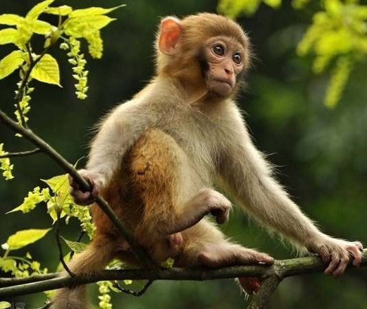 Bí ẩn phong thủy: Con khỉ số mấy mang tài lộc bất ngờ?