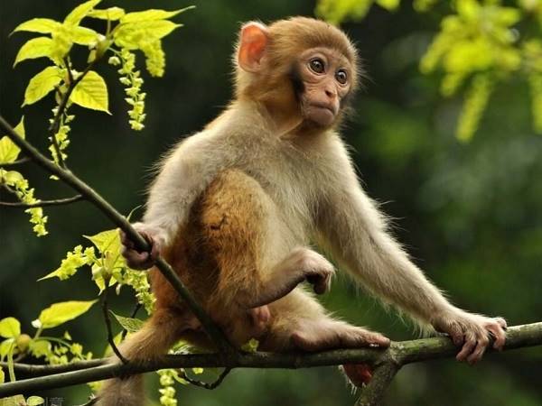 Bí ẩn phong thủy: Con khỉ số mấy mang tài lộc bất ngờ?