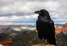 Con quạ số mấy, chọn ngay số gì? Mơ thấy con quạ là điềm gì?