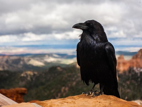 Con quạ số mấy, chọn ngay số gì? Mơ thấy con quạ là điềm gì?