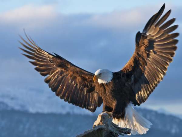 Đại diện cho tầm nhìn xa và trí tuệ