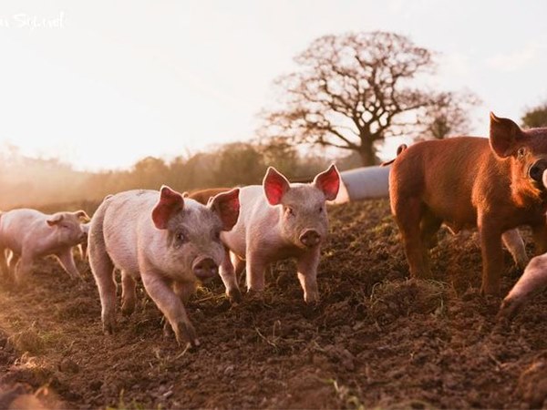 Con số may mắn hôm nay 30/4/2026 thứ 5 tuổi Hợi