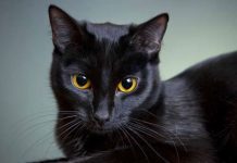 Mèo đen số mấy, giải mã mơ thấy mèo đen là điềm gì?