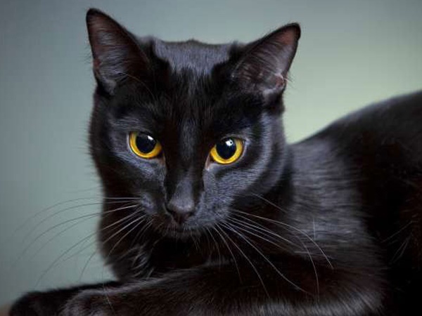 Mèo đen số mấy, giải mã mơ thấy mèo đen là điềm gì?