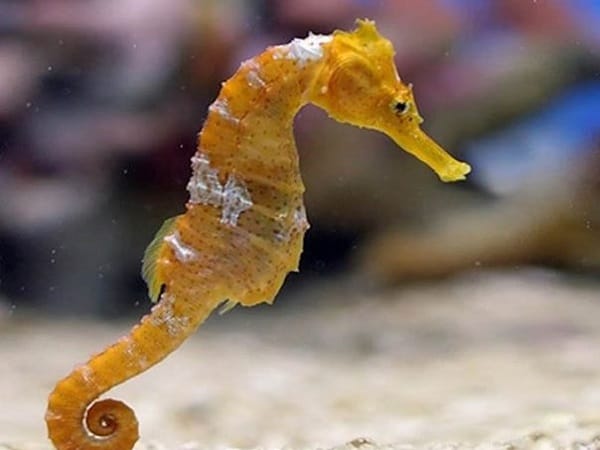 Cá ngựa trong giấc mơ mang ý nghĩa gì?