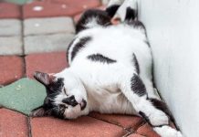 Mèo chết số mấy? Tìm hiểu ý nghĩa thực sự của mèo chết Mèo chết số mấy? Tìm hiểu ý nghĩa thực sự của mèo chết