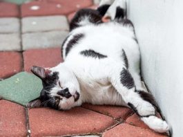 Mèo chết số mấy? Tìm hiểu ý nghĩa thực sự của mèo chết