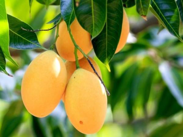 Chiêm bao thấy hái xoài chín nhưng bị rơi