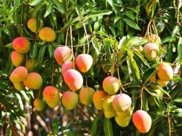 Nằm mơ thấy hái xoài chín có phải điềm tốt, số gì gặp may